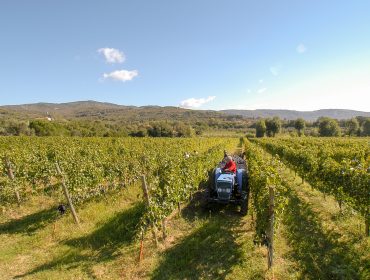 Vini Mezzetti - Cortona